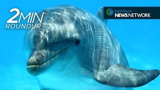 First US dolphin sanctuary a climatechange casualty amp a whalesized rescue [upl. by Aneez]