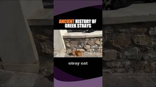 The Fascinating History Of Stray Cats In Greece shorts cat [upl. by Spooner888]