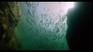 Diving free with salmon in a canyon [upl. by Folsom]