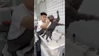 Cats Love To Play With Water 🤣🌊 cat funnycats pets funnypets shorts [upl. by Nakeber230]