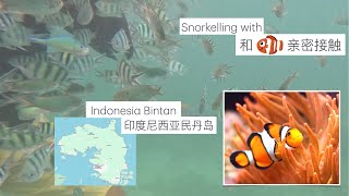 印度尼西亚民丹岛浮潜，和小丑鱼NEEMO 亲密接触（Indonesia Bintan Snorkling皮划艇 Kayaking浮潜🤿 [upl. by Surad]