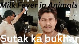 Milk Fever  Sutak Parturient parasis Sutaki hawa Sutak ka bukhr Causes of Milk Fever Treatment [upl. by Hplar624]