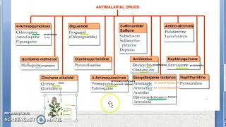 Pharmacology 899 a Anti Malarial Drugs Classification Chloroquine Primaquine Treatment Quinine [upl. by Murtagh]