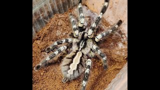 Poecilotheria Regalis [upl. by Htebazie]