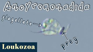 Ancyromonada Feeding process of a small biflagellated quottwitchyankingquot protist [upl. by Ayin]