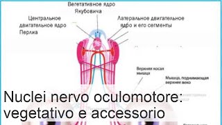 Nervo oculomotore anatomia funzioni e posizionamento [upl. by Rosenblatt233]