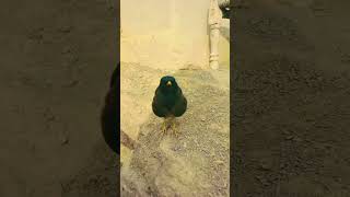 maina chidiya maina maina ki awaazbirds bird birdslover birdsounds birdtalking viral short [upl. by Eendyc]