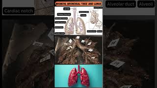 Parts of the Bronchial Tree and Lungs A Quick Overview 🫁 [upl. by Aniroc477]