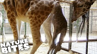 Giraffe Dad Helps With Difficult Birth  The Secret Life of the Zoo  Nature Bites [upl. by Suoicserp]