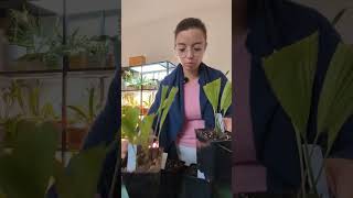 Mes 4 premières orchidées de jardin de Phytesia unboxing [upl. by Senoj]