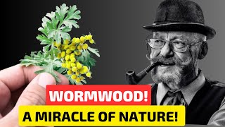 Our ANCESTORS have long known this method of using WORMWOOD Forgotten recipes of WORMWOOD [upl. by Garate]