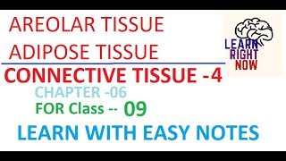 Connective Tissue PART04 AREOLAR and ADIPOSE TISSUE Class 09 Chapter06 [upl. by Vala]