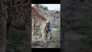 The Amazing Journey of Baby Giraffes From Birth to Early Development [upl. by Eiltan]