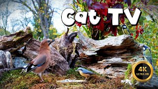 Cat TV for Cats to Watch 🐈  BIRDS ON AUTUMN FEEDER🐦‍⬛ 4K [upl. by Yesnnyl]