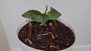 Angel Wing Begonia Repot and Propagating from Cuttings [upl. by Greabe]