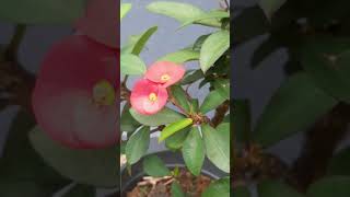 Euphorbia milii  The crown of thorns  flowers  gardening [upl. by Aspa]