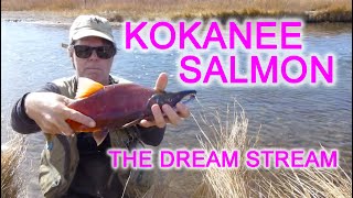 Amazing Kokanee Salmon Action at The Dream Stream mid Oct Platte River How to Salmon Dream Stream [upl. by Trebmer64]