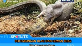 SPOTLITE Trans 7  Pertarungan Ular dan Hewan Buas [upl. by Ahsiekim368]