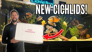 Unboxing NEW BIG CICHLIDS for the 180G South American Cichlid Tank [upl. by Akenat118]