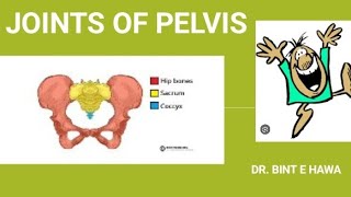 PELVIC JOINTS AND CLINICALS  GROSS ANATOMY ENDOCRINOLOGY MODULE [upl. by Anehc]