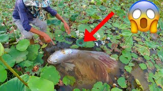 Technique Skill And Found Giant Betta Fish And All Kind Of Bette Fish Near In Rain Season [upl. by Hgalehs]