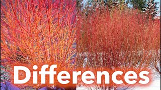 Cardinal VS Midwinter Fire Red Twig Dogwood real life comparison [upl. by Entruoc349]