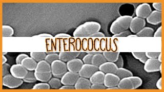 Enterococcus E Faecalis amp E Faecium [upl. by Afatsom892]