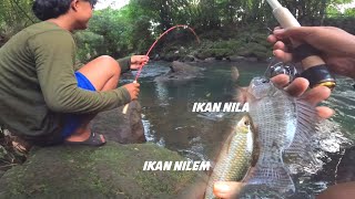 TAK DI SANGKA DAPAT IKAN SEBANYAK INI   MANCING IKAN NILEM DAN IKAN JAER NILA SUNGAI [upl. by Atinauq]