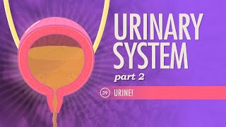 Urinary System Part 2 Crash Course Anatomy amp Physiology 39 [upl. by Cornew]