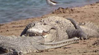 quotGharial vs Crocodile Unveiling the Differencesquot [upl. by Caleb469]