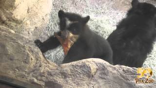 Andean Bear Cub Exploring Outdoors [upl. by Ai]