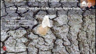 HOW DOES OHIO GET SO MANY NONNATIVE INSECTS [upl. by Tibbetts863]