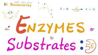 Enzyme Activity  Enzyme and Substrate  Key and Lock Theory vs Induced Fit Model  Biochemistry 🧪 [upl. by Anayk128]