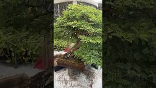 Pesona Bonsai Asem Jawa  Tamarindus indica bonsaiasemjawa tamarindusindica bonsaiasamjawa [upl. by Monti]