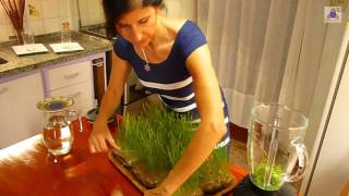 Jugos detox  Wheat Grass o Pasto de trigo [upl. by Andrien]