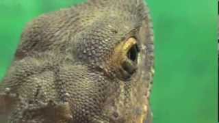 Funny FrillNecked Lizard aka Frilled Lizard or Frilled Dragon Chlamydosaurus kingii [upl. by Ahtibat]