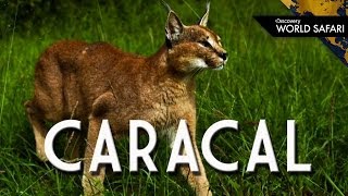 The Caracal Can Jump 10 Feet High to Catch Prey [upl. by Neelra706]