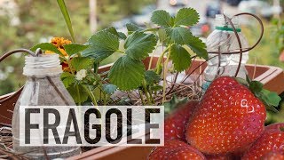 FRAGOLE IN BALCONE COME COLTIVARLE [upl. by Doherty738]