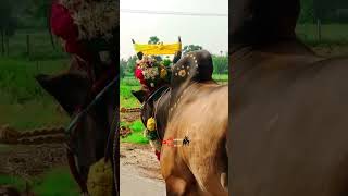 ♥🔥திமிழ் அழகன் சுல்தான்♥😈jallikattu new videosshorts eruthattambullcow [upl. by Perr]