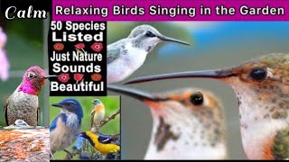 50 Bird Species of California Singing Nature Sounds Solar Fountain Feeding Hummingbirds Wild Birds [upl. by Nairdna989]