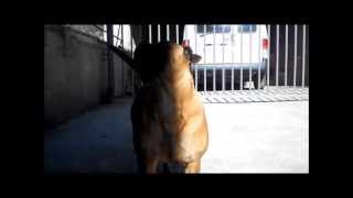 PENELOPE THE MOTHER OF PUPPIES PEDRAFORCA BULLMASTIFF [upl. by Yreffej41]