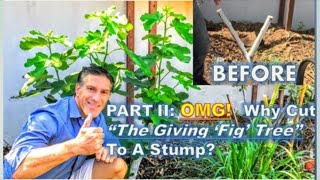 PART II  OMG Why Cut quotThe Giving Fig Treequot To A Stump  60Days Post Pruning Update [upl. by Falconer]