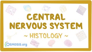 Central nervous system Histology [upl. by Angelis]