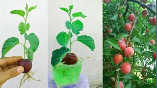 how to grow plum tree from seed how to grow aloo BukharaPlant plum trees in the garden from seeds [upl. by Jose224]