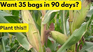 Need 35 bags of maize in 90 days Plant these Best Maize Varieties during the October 2024 Rains [upl. by Jezabelle71]