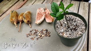 Planting Seeds for Bonsai Part 1 The Bonsai Zone June 2021 [upl. by Nadine]