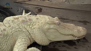 Wild Florida Albino Alligators [upl. by Kissiah]