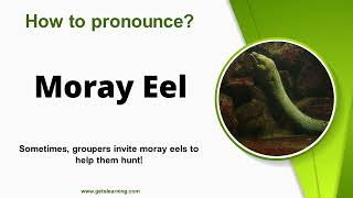 How to Pronounce Moray Eel in English Correctly [upl. by Lemahs]