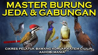 MASTER BURUNG Jeda Dan Gabungan  CIBLEK KRISTAL PELATUK BAWANG KOLIBRI KELAPA KAPAS TEMBAK CILILIN [upl. by Gunning]