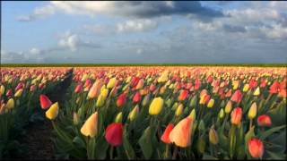 Tip Toe Through The Tulips  Free Ringtone Download [upl. by Anidualc]